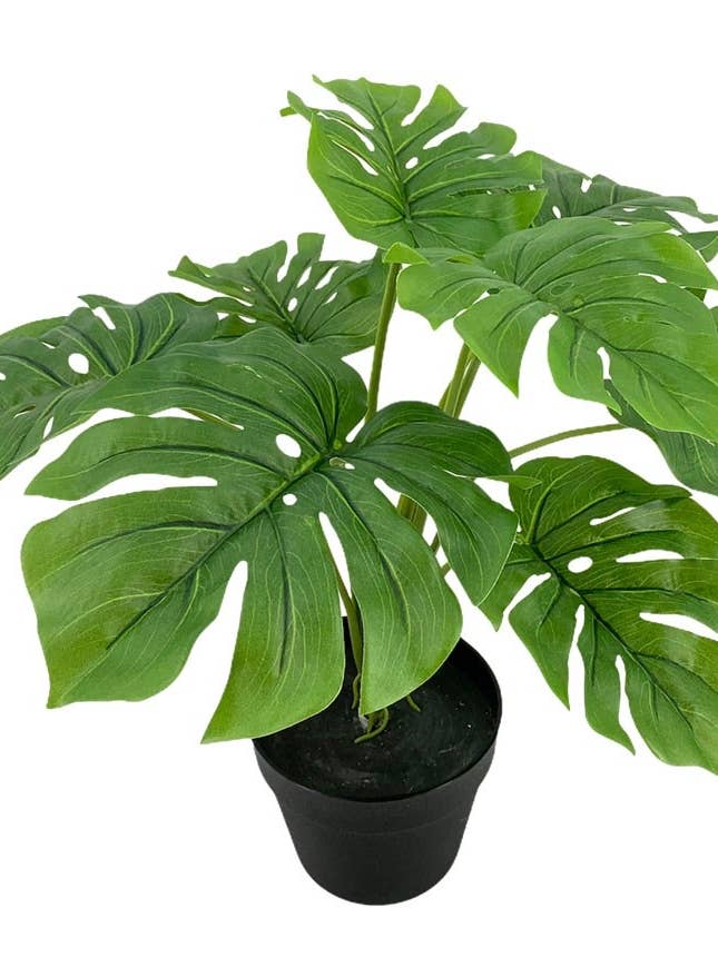 Pl. Costilla x 8 with pot. 50 x 65 cm for wholesale by Aguilar Málaga