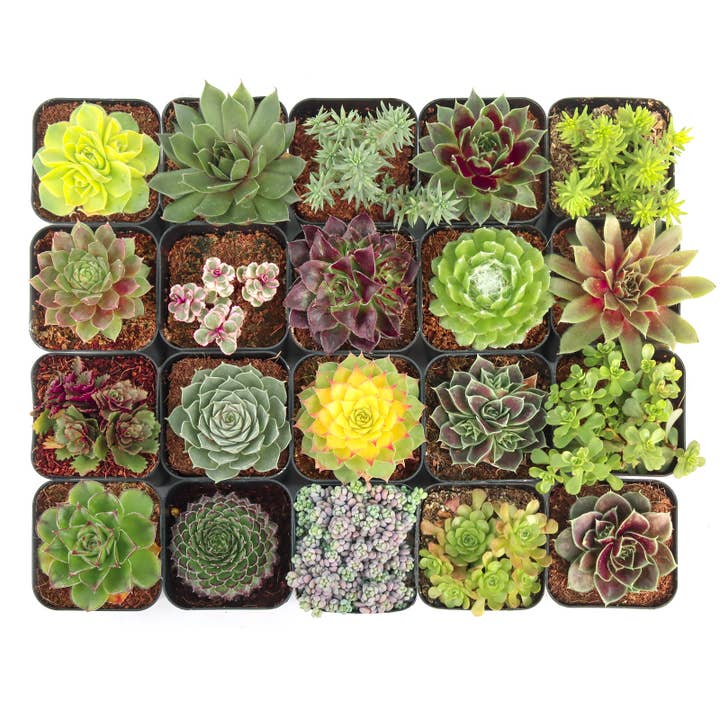 Mountain Crest Gardens - Wholesale Succulent - Hardy Outdoor Succulents 20-Pack (20 Varieties, 2" Pots)