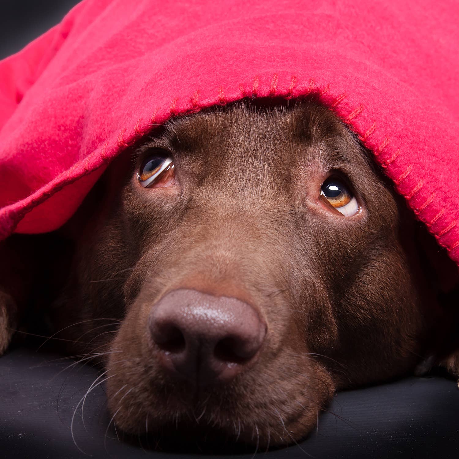 Arkwright Home - Wholesale Throw Blanket - Soft Fleece Throw Blankets, Color Options8