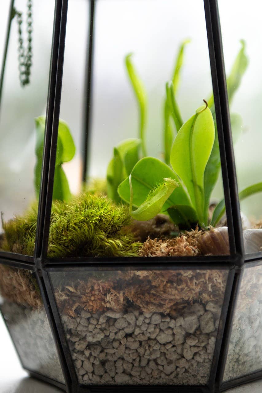 SuperMoss - Wholesale Terrarium - Glass Terrarium3