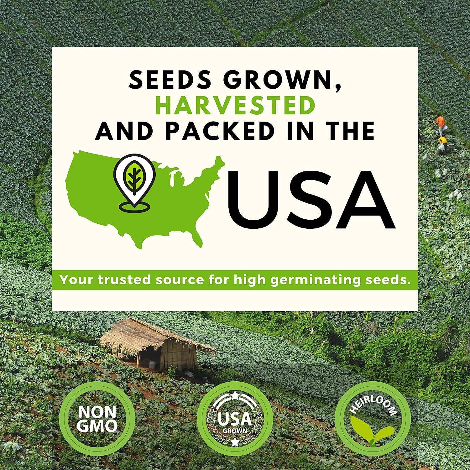 Homegrown Garden - Wholesale Plant Seeds - 20 Heirloom Vegetable Seeds Variety Pack - Non GMO Seeds6