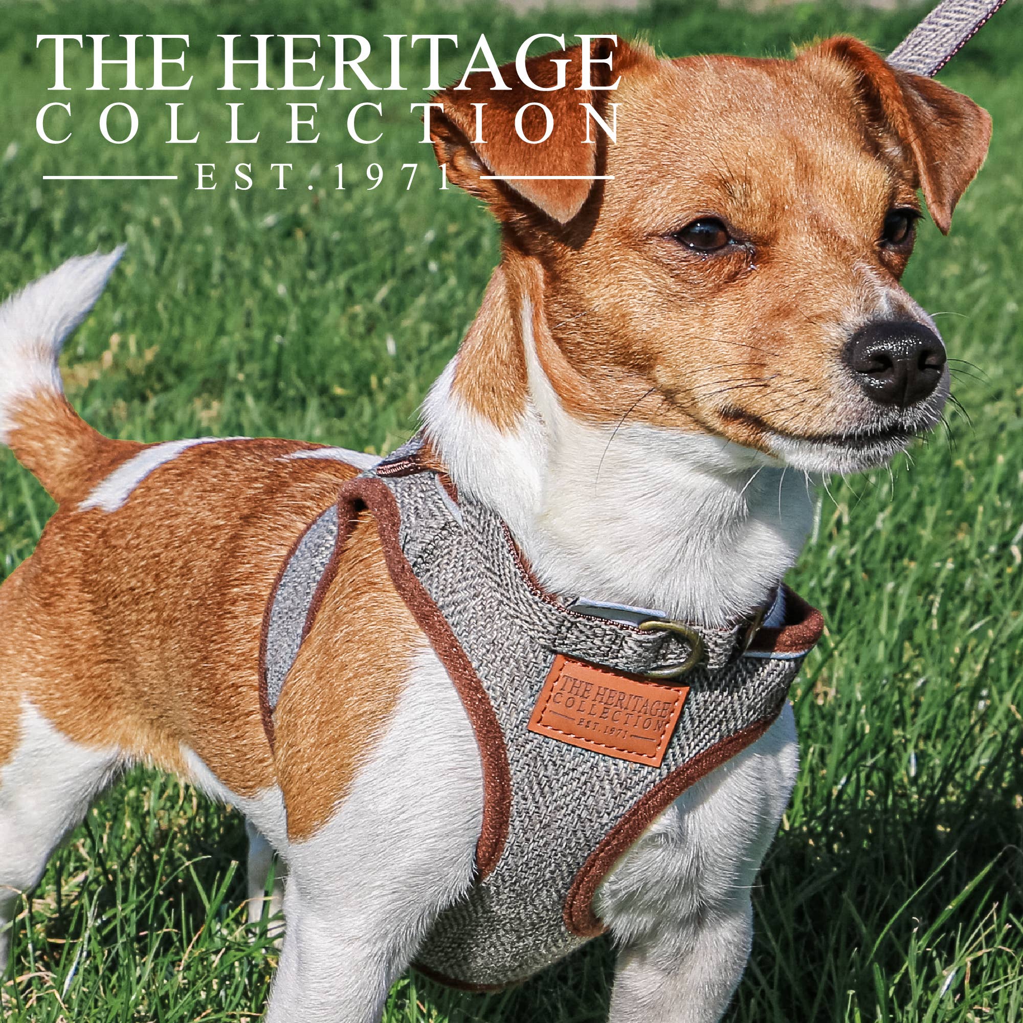 Ancol Pet Products Ltd - Vendita all'ingrosso Pettorina - Cani - La collezione Heritage Country Step in Harness8