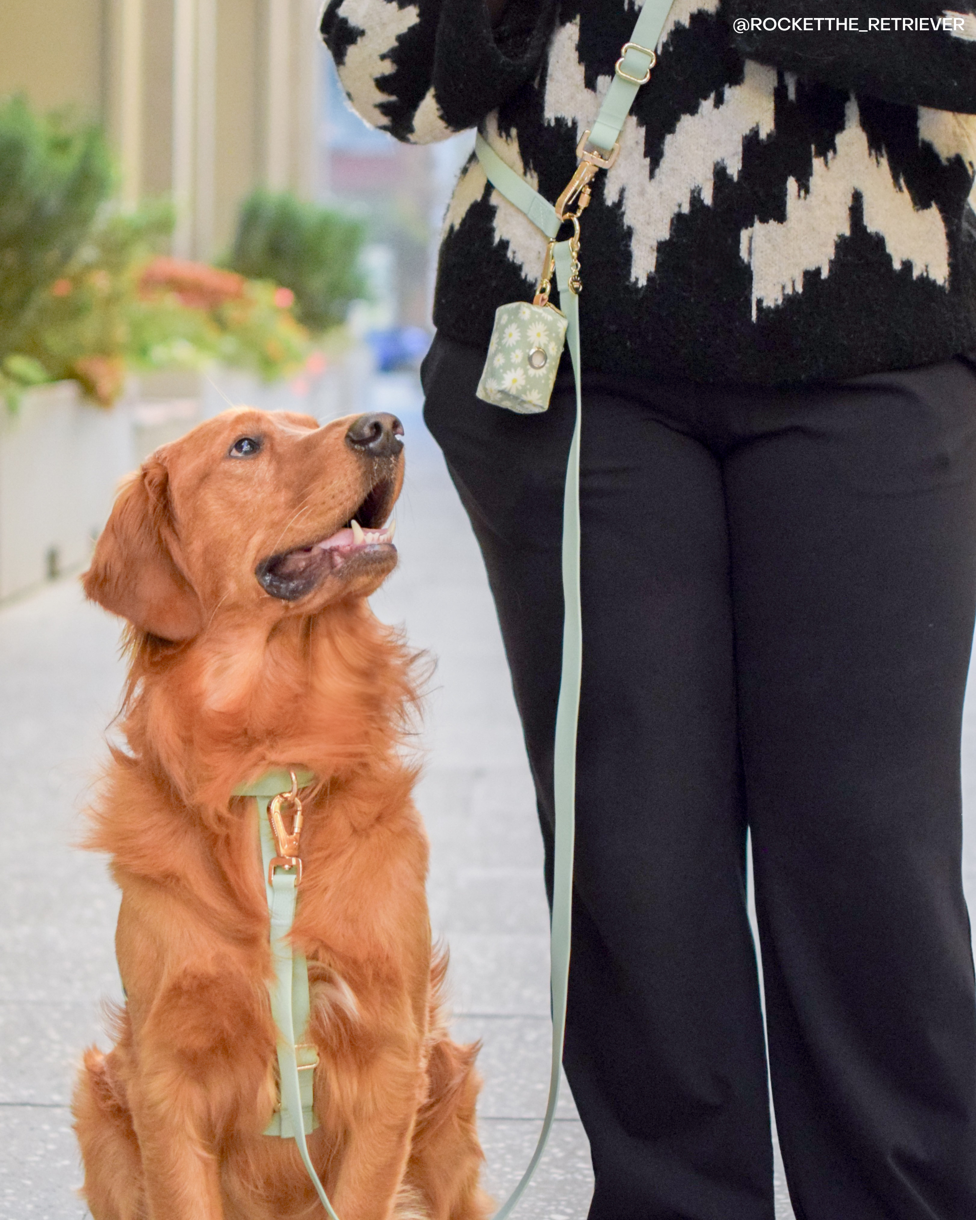 SUNNY TAILS - Wholesale Pet Harness - Dog - Pistachio Green Cloud Lite Dog Harness4