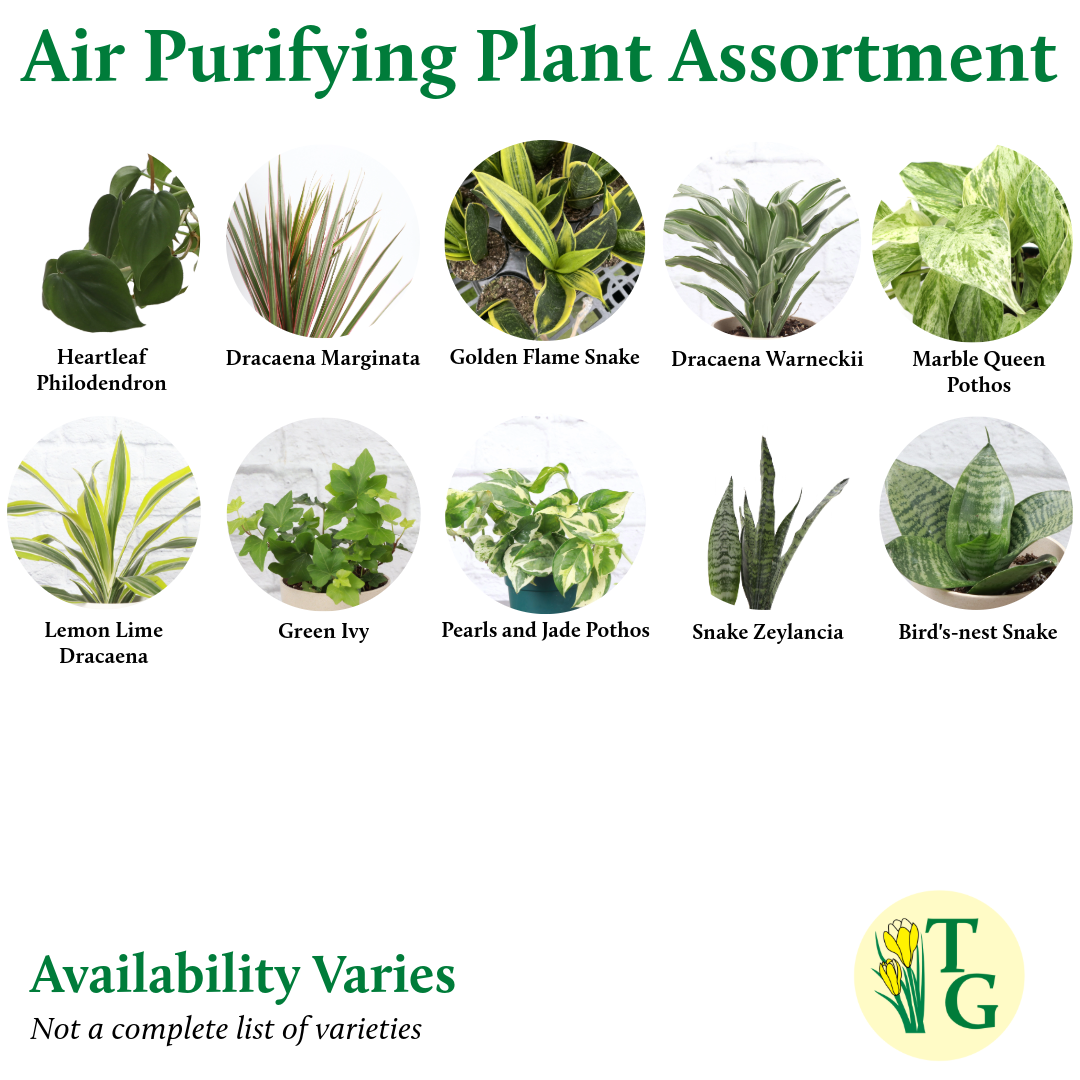 Thorsen's Greenhouse - Wholesale Live Plant - Air Purifying Houseplant Assortment - 4" Live Plants3