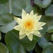 Wetplants - Wholesale Incense - Growers Choice Hardy Water Lily4