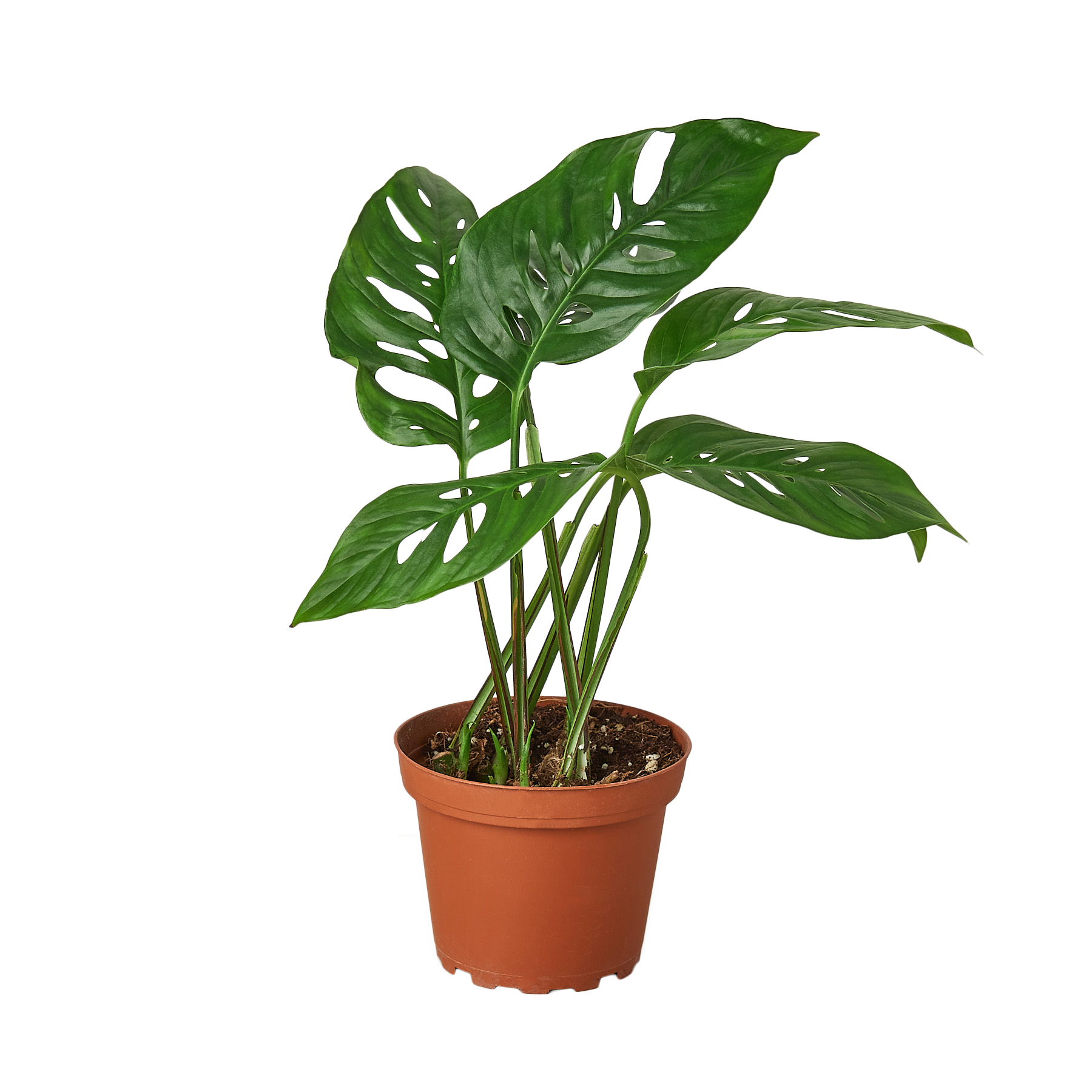 House Plant Wholesale - Wholesale Live Plant - MONSTERA SWISS CHEESE 4-inch1