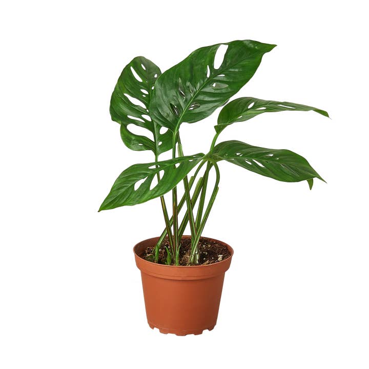 House Plant Wholesale - Wholesale Live Plant - MONSTERA SWISS CHEESE 4-inch1