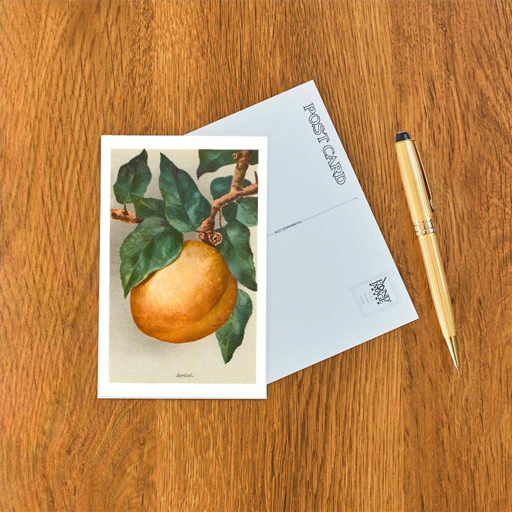 Found Image Press - Vendita all'ingrosso Cartoline - Cartolina FR-27 Albicocca1