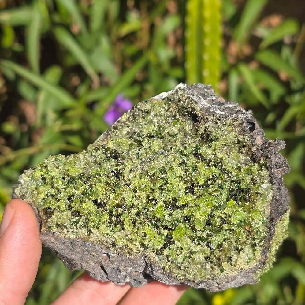 Aquamarine Daydream Wholesale – wholesale Andlig sten/kristall – Peridot på basaltplatåer ~ Bulkmineralprover AZ2