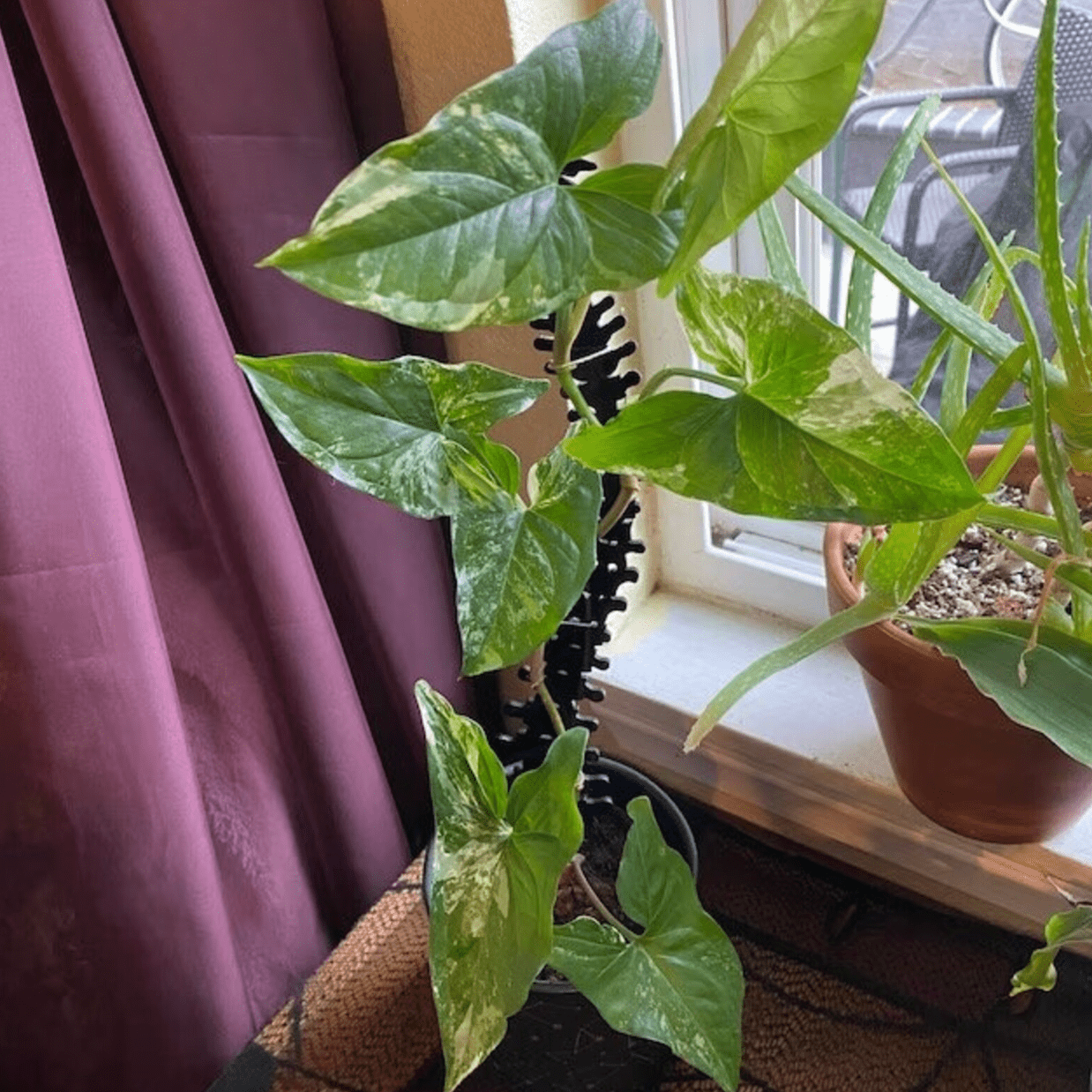 Faux Theory Design - Wholesale Trellis - Spine Plant Trellis | Gothic Acrylic Support for Climbing Plants4