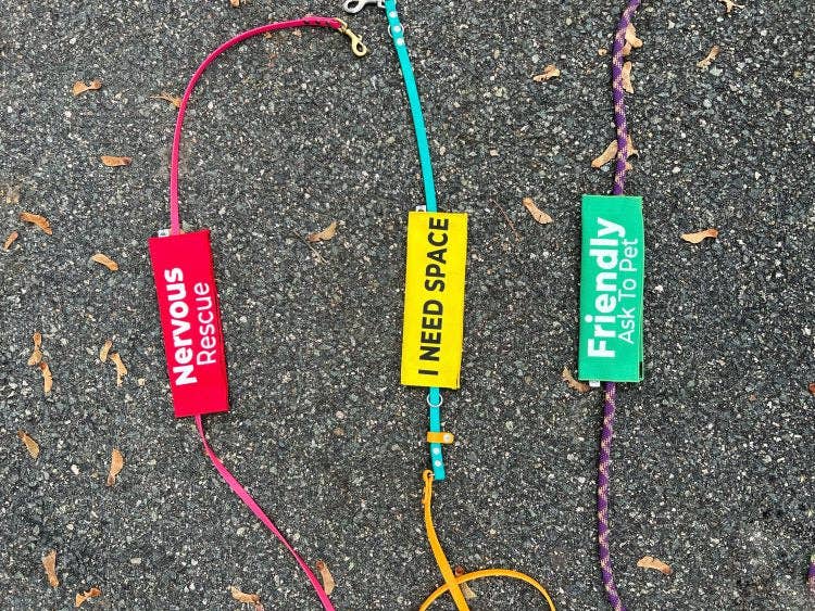 Best Friend Supplies Co - Wholesale Pet Leash - Dog - Bully Breed Ambassador7