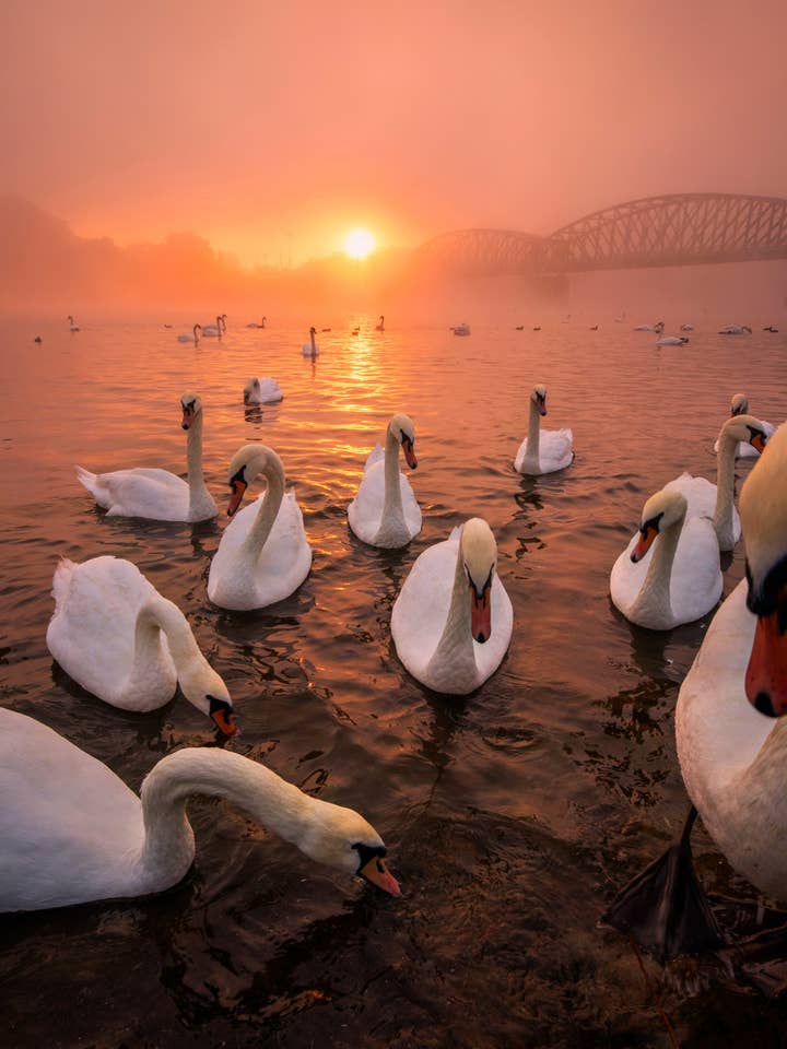 Prags affisch - Prags svanarmé för wholesale av Posters & Puzzles