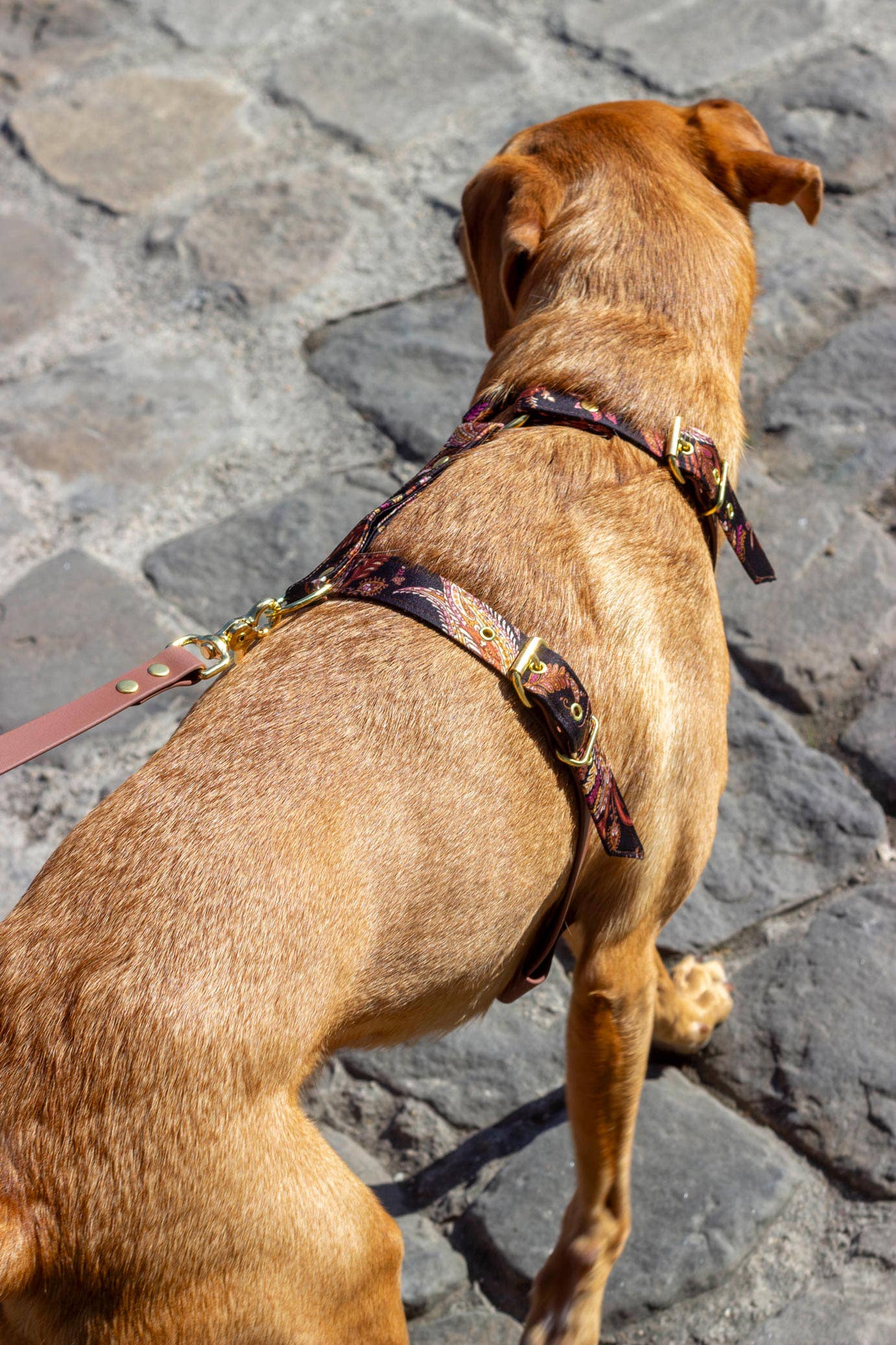 Atelier Markiz - Wholesale Pet Harness - Dog - Kashmir Harness2