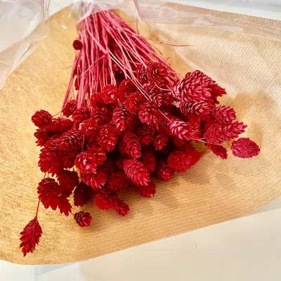 Chaton Et Monsieur Ours - Wholesale Dried/Pressed Flowers - dried PHALARIS