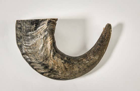 QT Dog, LLC - Wholesale Pet Treats - Dog - Buffalo Hornz2