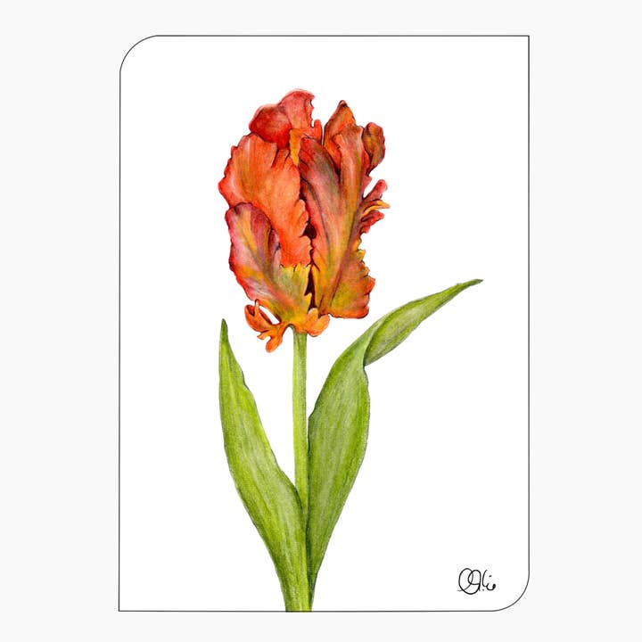 frühlingshafte Osterkarte - Papageientulpe - Zwiebelblume für den Großhandel von christine wiegelmann design