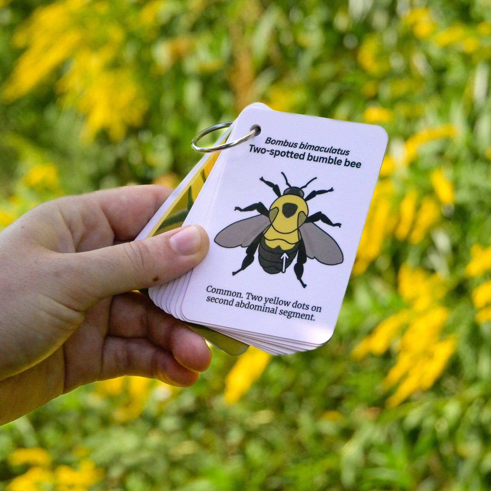 weneedtogooutside - Wholesale Nature & Outdoors Book - Bumble Bees of Eastern USA Field Guide Cards1