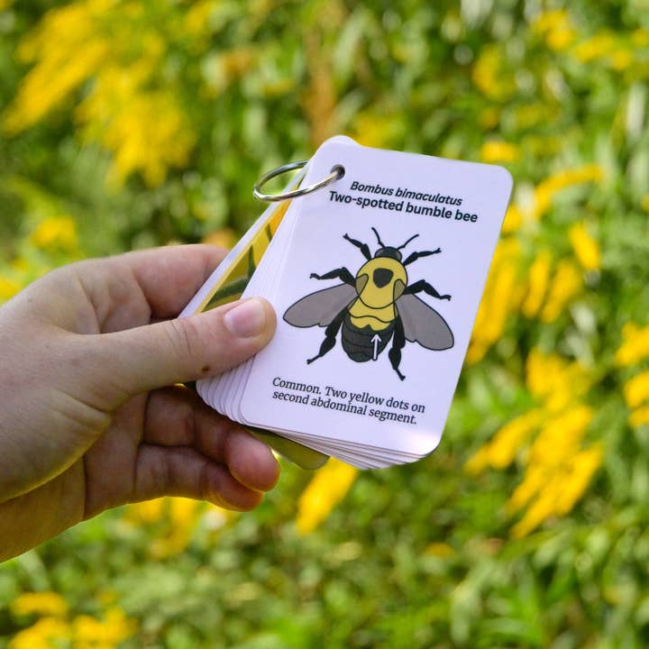weneedtogooutside - Wholesale Nature & Outdoors Book - Bumble Bees of Eastern USA Field Guide Cards1