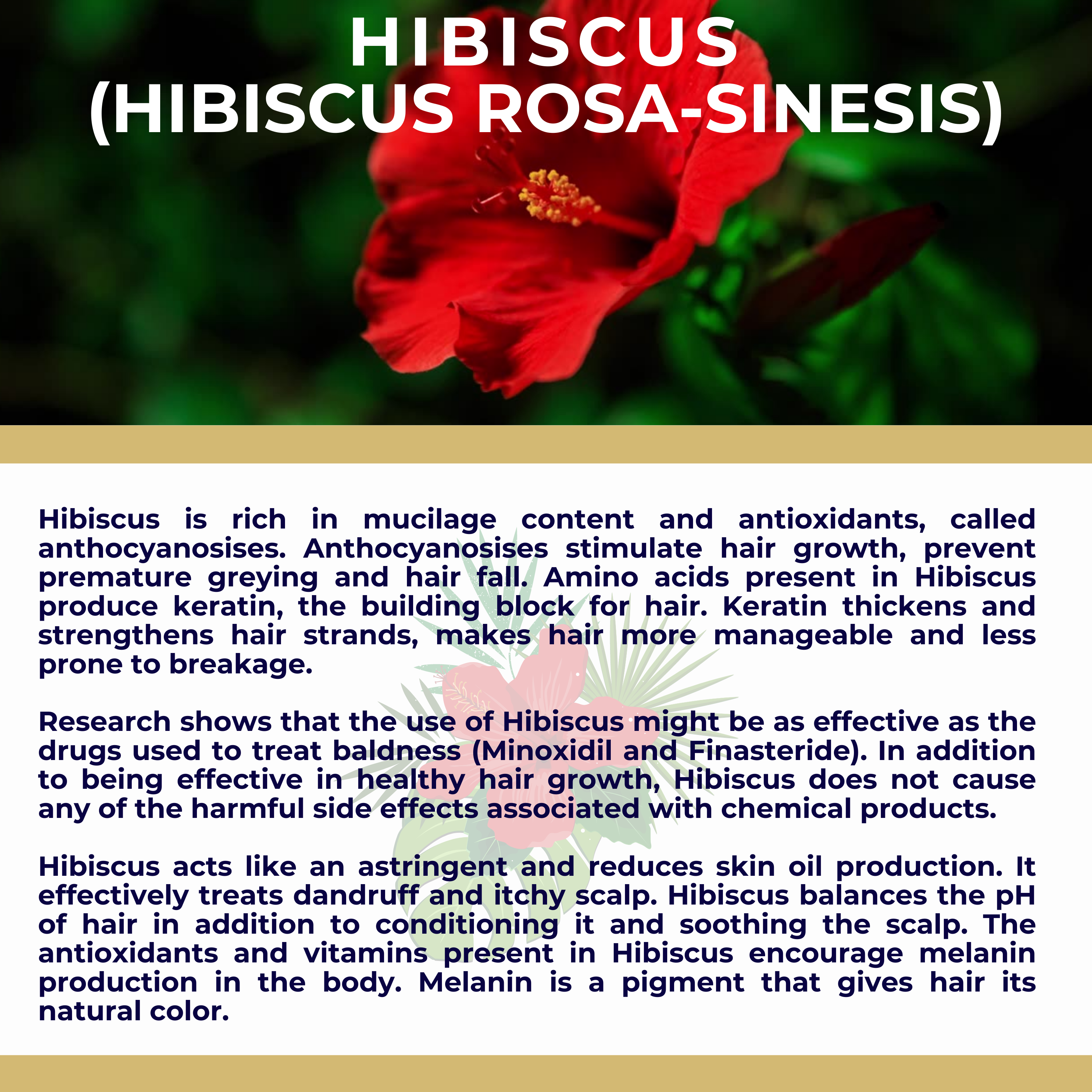 The Sacred Essence - Wholesale Hair Serum - MANA Ayurveda Hair Restoration Serum - Hair Superpower20