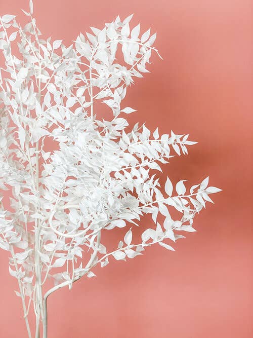 Fleurs Flowers - Wholesale Dried/Pressed Flowers - Italian Ruscus1