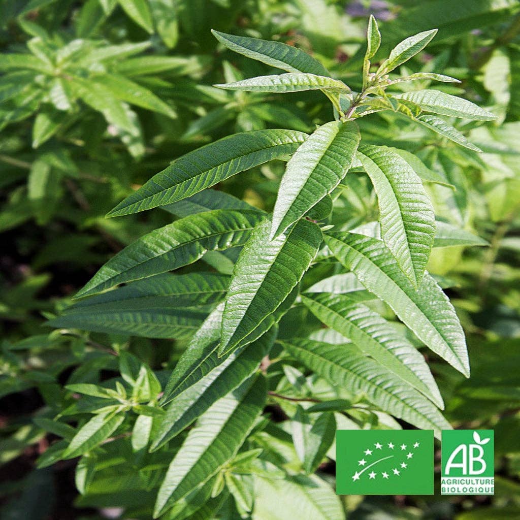 Le Cabri D'Or - Wholesale Health/Detox Tea - Organic verbena - Dried leaves1