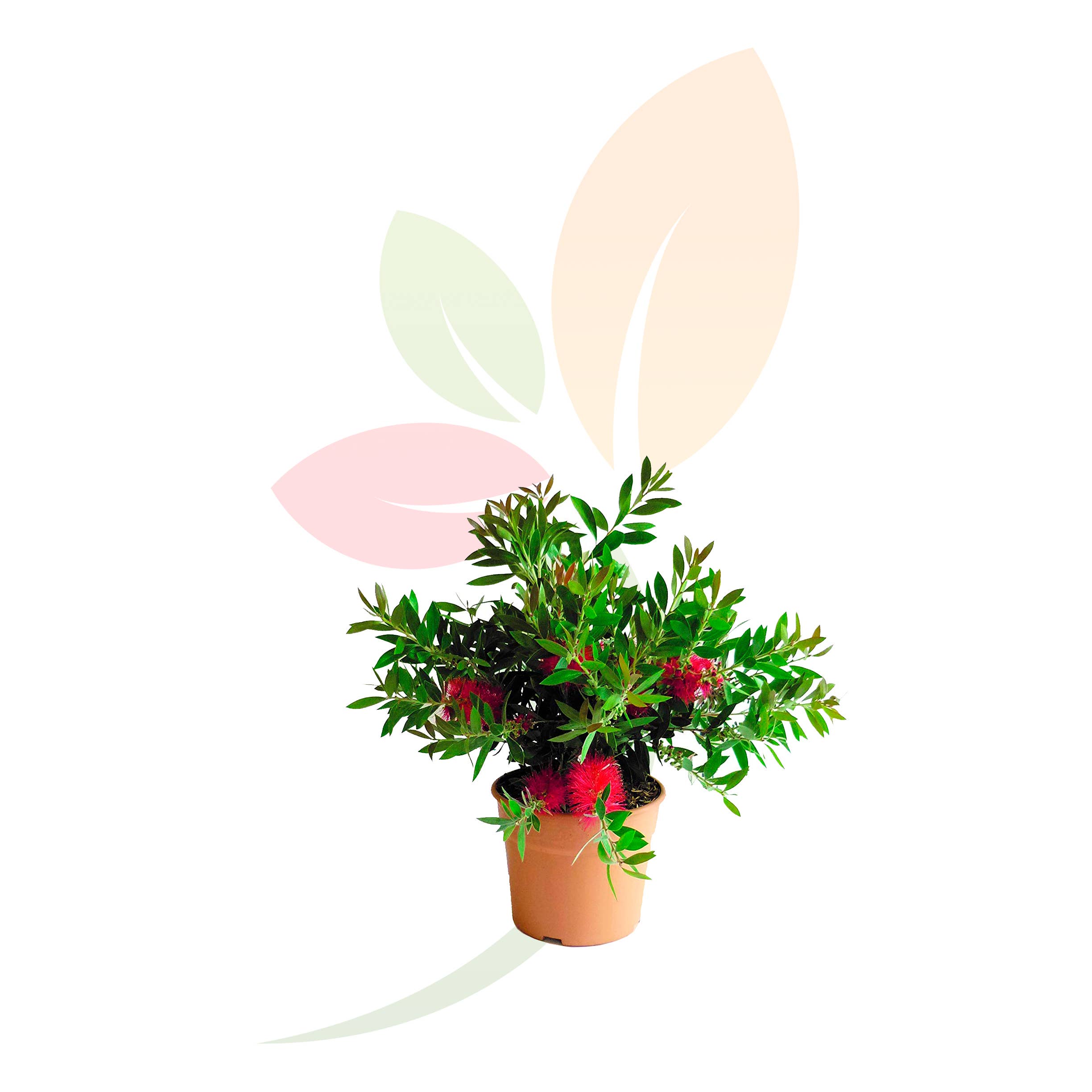 VIVERCID - Wholesale Live Plant - Callistemon Laevis