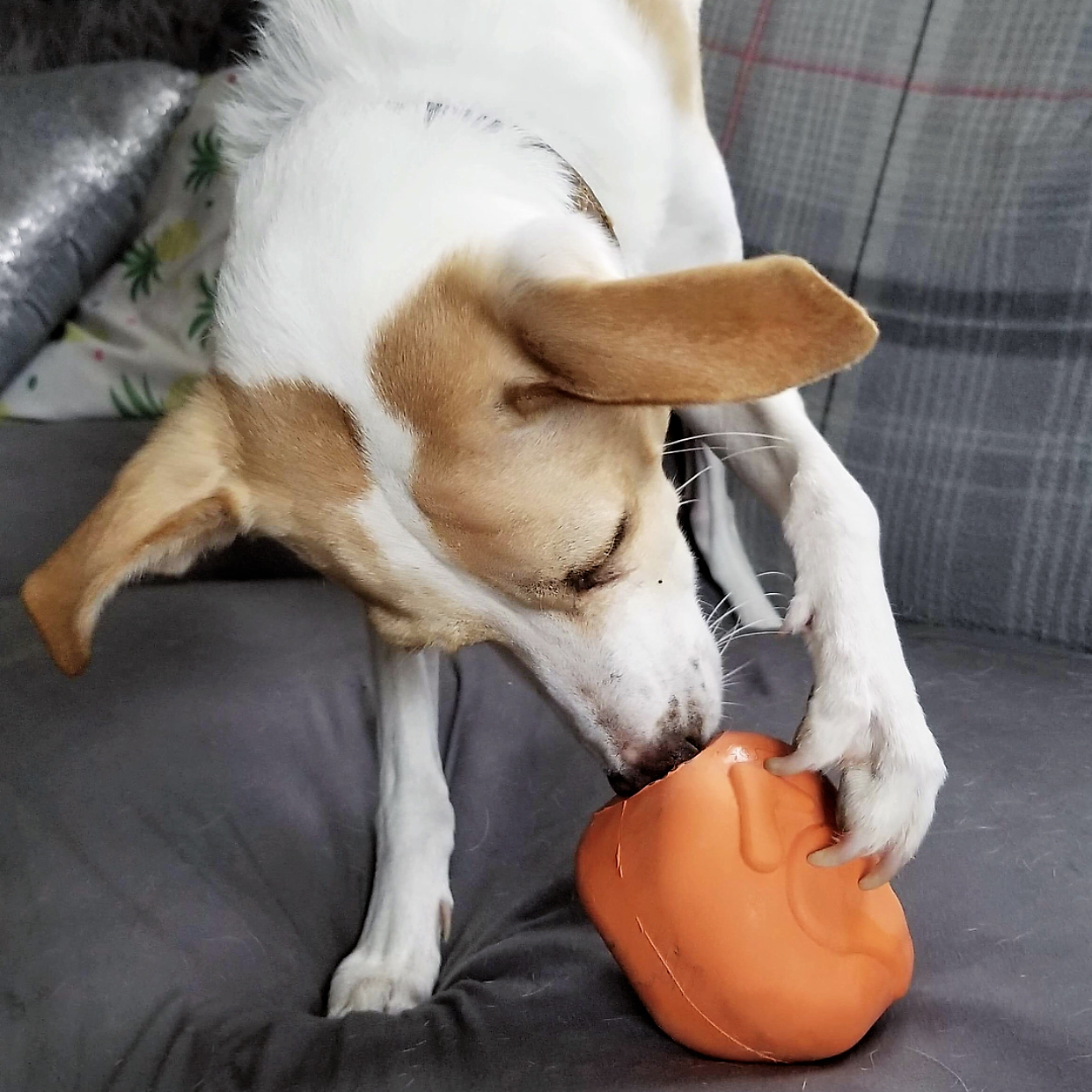 SodaPup Dog Toys - Vente Jouet à mâcher – chien - Distributeur de friandises jouet à mâcher Dinde rôtie - Grand format orange4