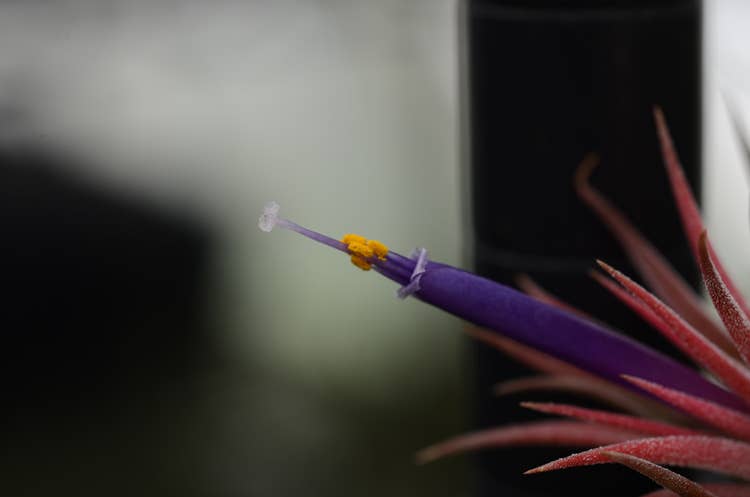 The Artizan Way - Wholesale Live Plant - Tillandsia Ionantha Rubra | Live Air Plant4