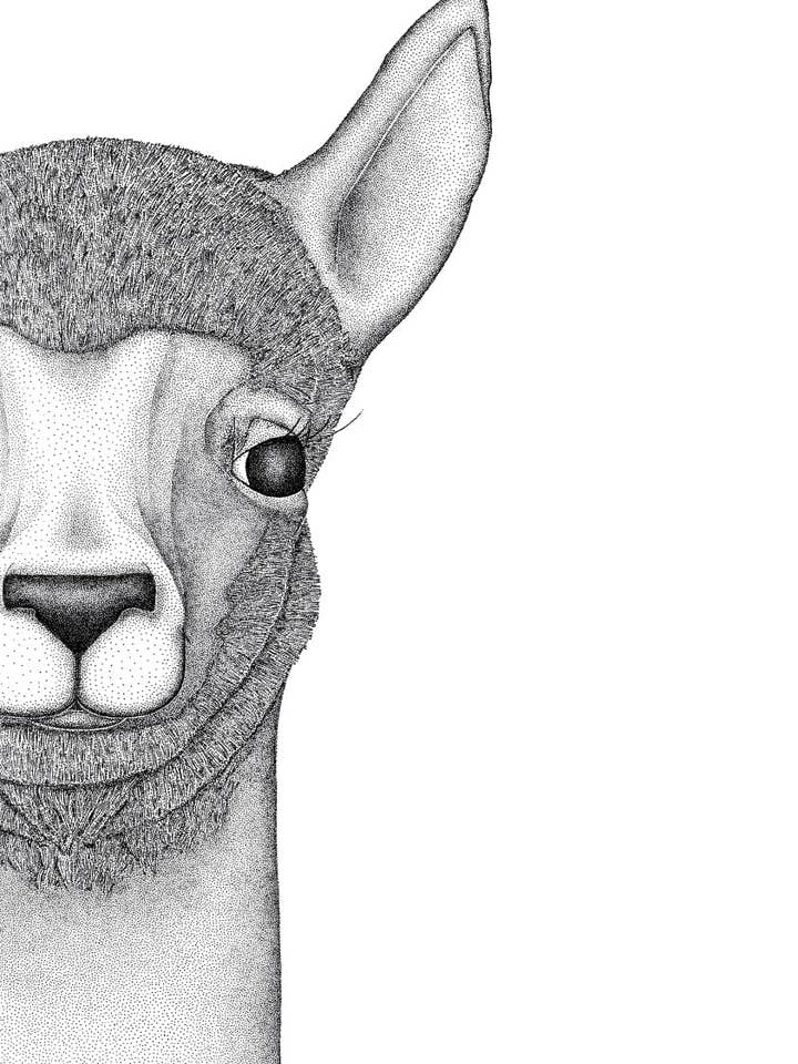 Austin the Alpaca for wholesale by Dots by Donna