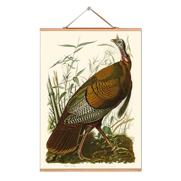 Eicie - Wholesale Art Print - Scroll picture illustration # 153/Audubon/Wild Turkey