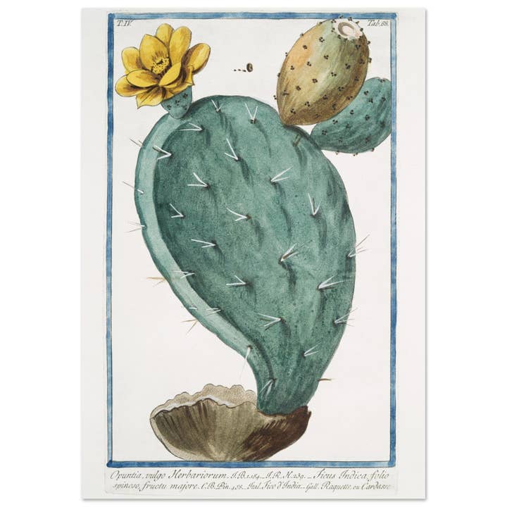 Opuntia por atacado de Maison de Paloma