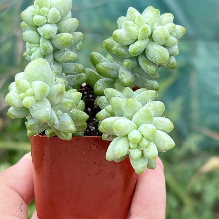 Nanu's Nursery - Wholesale Live Plant - Donkeys Tail Succulent | Burros Tail Plant | 2 inch pot2