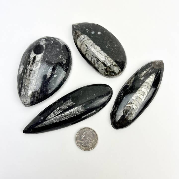 Pelham Grayson Rose - Wholesale Spiritual Stone/Crystal - Polished Fossil Orthoceras | 50-100mm | Morocco1