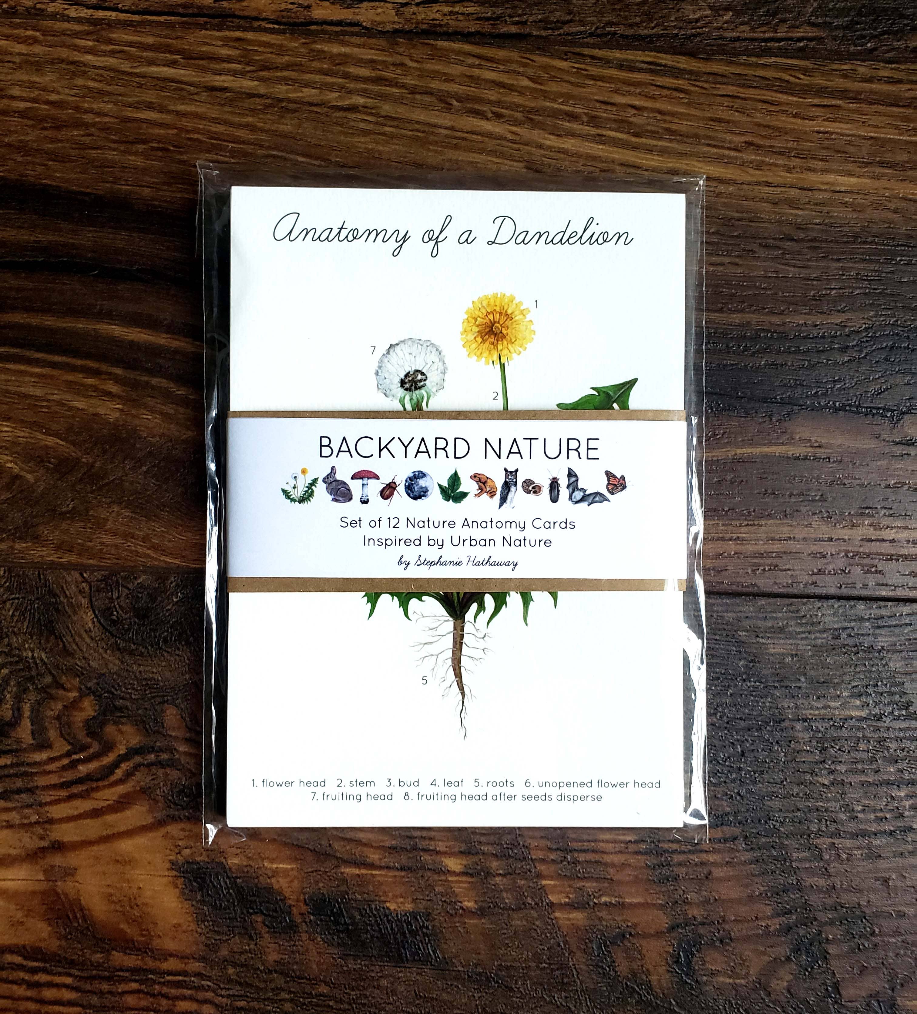 Stephanie Hathaway Designs – wholesale Art print – Backyard Nature Art Prints Set- Anatomy