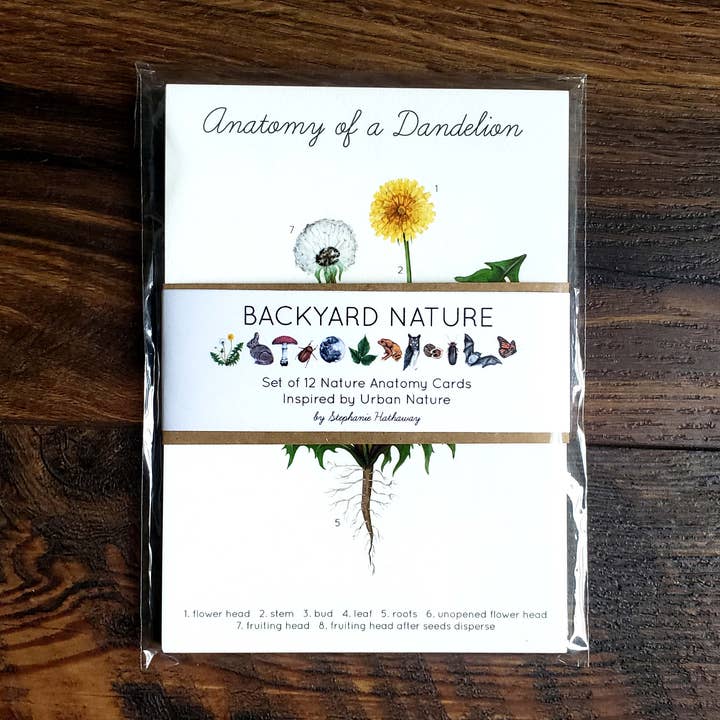 Stephanie Hathaway Designs – wholesale Art print – Backyard Nature Art Prints Set- Anatomy0