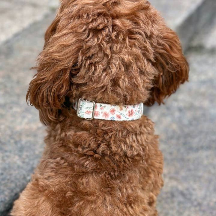 Verstellbares Hundehalsband - Mittsommer für den Großhandel von Minla