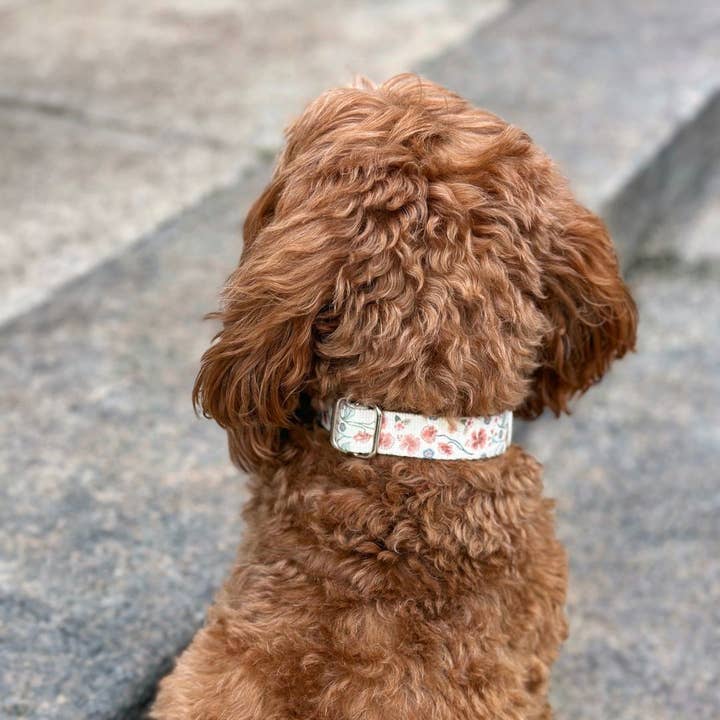 Verstellbares Hundehalsband - Mittsommer für den Großhandel von Minla