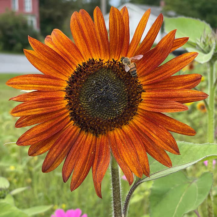 Bentley Seed Co. - Wholesale Plant Seeds - Sunflower, Autumn Beauty Seed Packets5