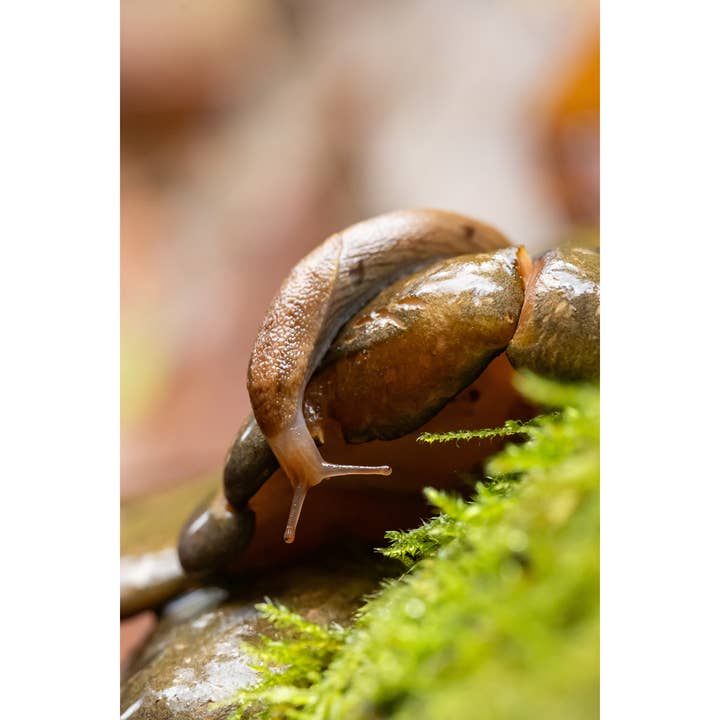 Fotografieafdruk "Nieuwsgierigheid" • PNW, Slak, Portland voor wholesale door Andrea Morris Art