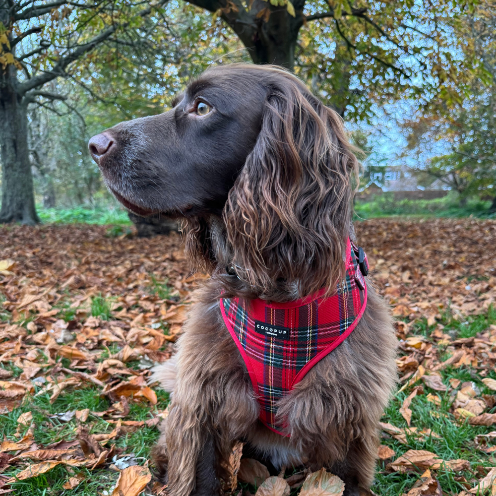 Cocopup London - Wholesale Tuig voor huisdieren - Hond - Tartan Verstelbaar NekHARNAS27