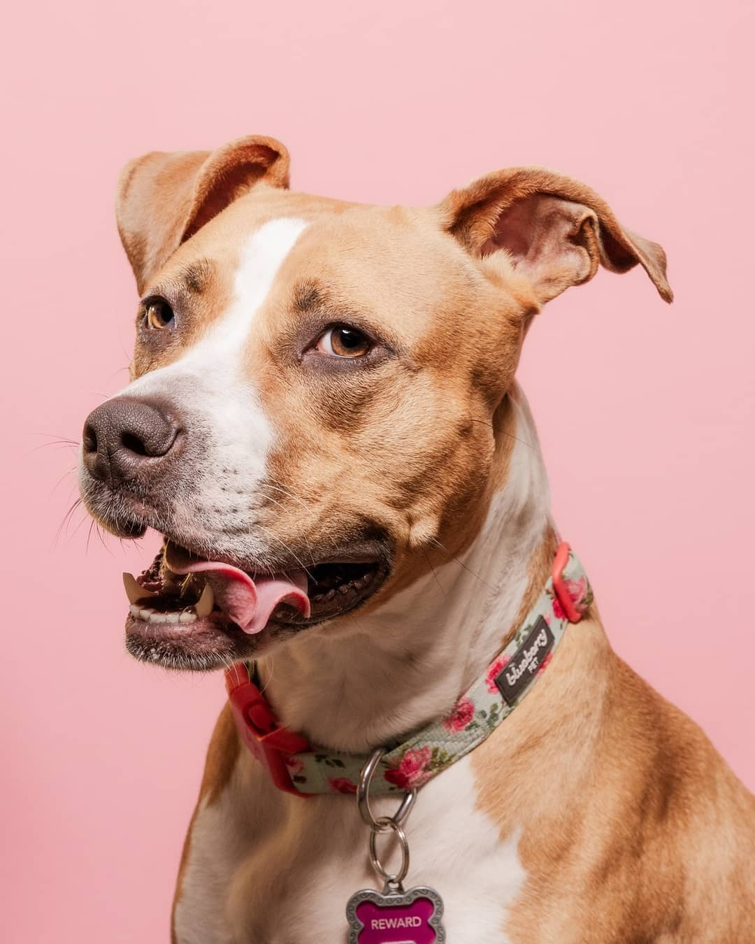 Blueberry Pet - Wholesale Halsband - Hond - Lichtgewicht verstelbare hondenhalsband met lente bloemenpatroon16