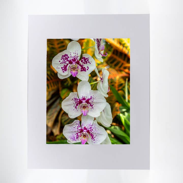 Artwork-Purple Spotted Moth Orchid for wholesale by Mike Ring Photography