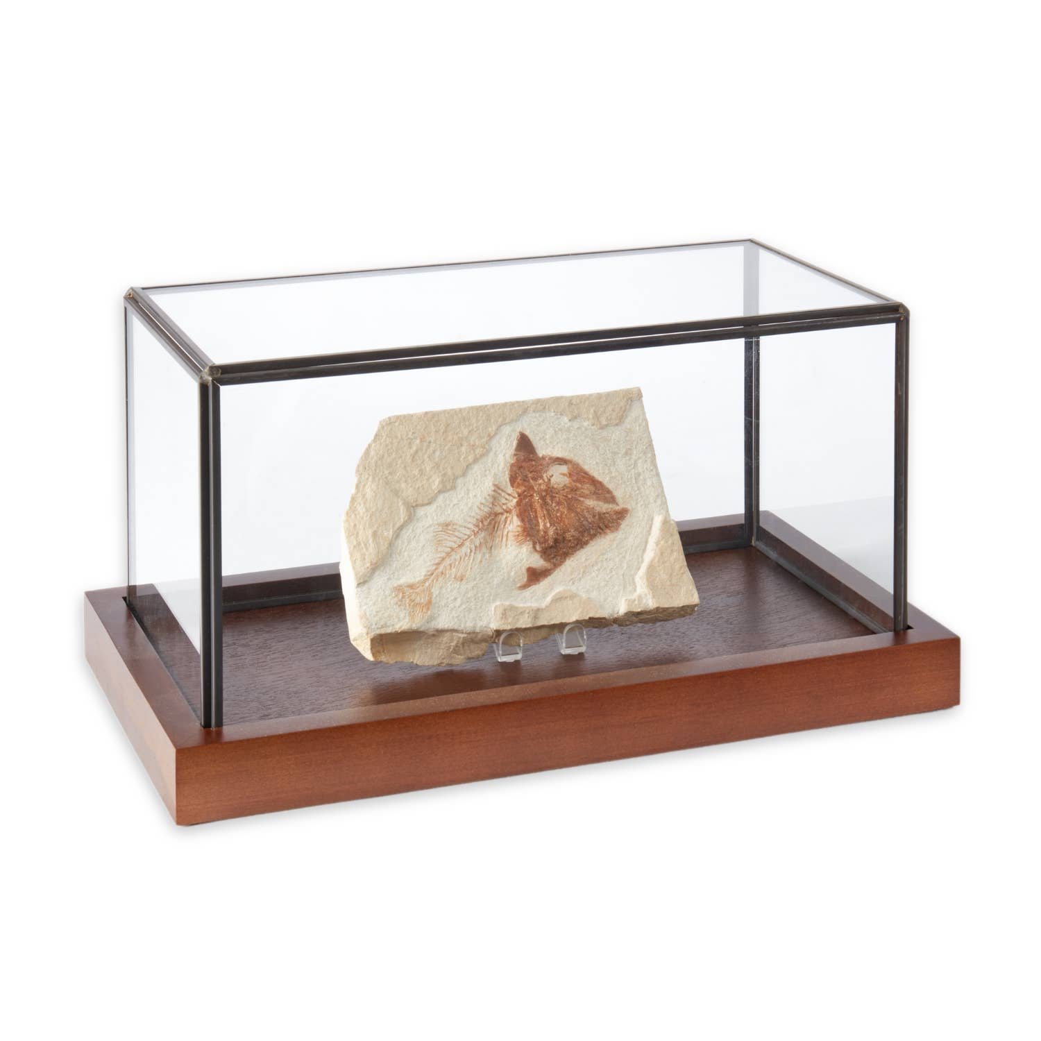 BeyBerk International - Wholesale Display Case - 10"x5"x5" Display Case2