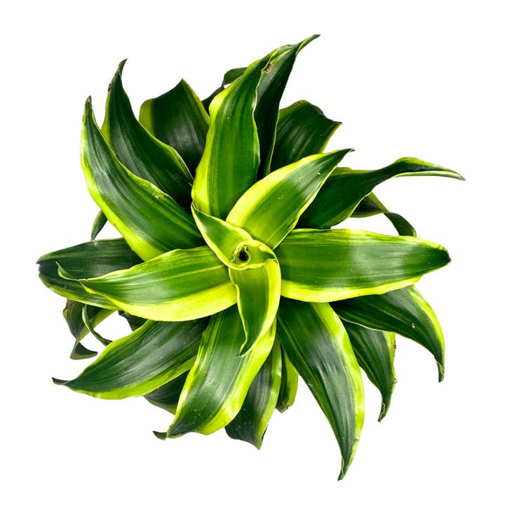 Flow State - Wholesale Live Plant - 4" Dracaena Fragrans (Tornado Dragon) – Wholesale Live Plant
