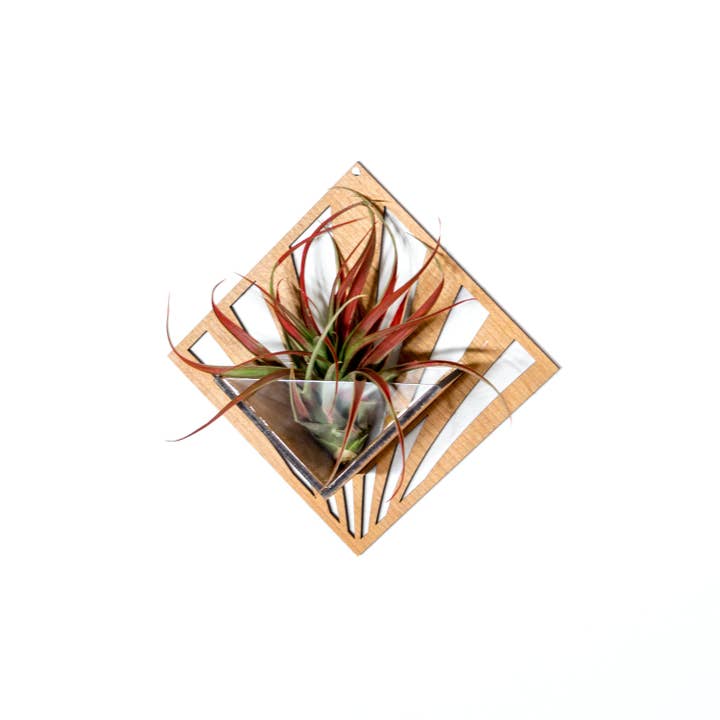 LIGHT RAZOR DESIGN STUDIO - Wholesale Wall planter - Air Plant Holder / Quadrate Wall Hanging Planter 247
