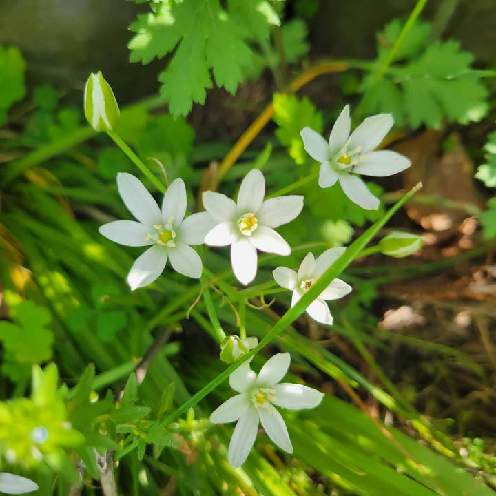 Cosmic Mother - Wholesale Oral Supplement/Vitamin - Star Bethlehem Flower Essence | Vibrational Remedy1