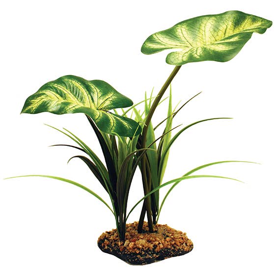 Broadleaf Canopy for wholesale by Happy Pet Products Ltd