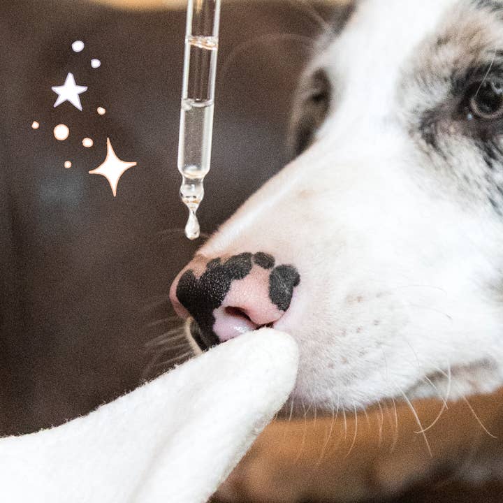 Truffe & Moustache - Wholesale Pet Grooming Aid - Dog - Eye cleanser for dogs & cats, “Regard”5