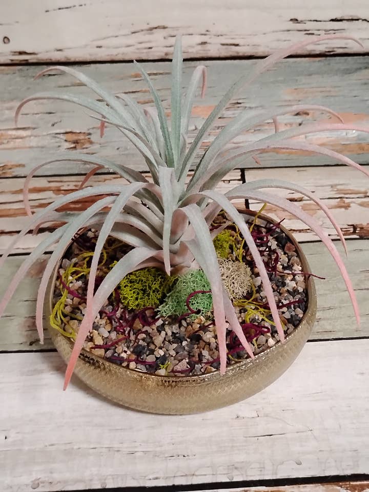 Candela all'Aria di Agrumi Zuccherati con Pianta d'Aria per la vendita all'ingrosso da parte di Ethereal Elements CT