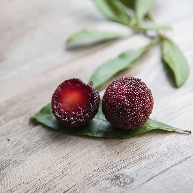 Sun's Eye - Wholesale Fragrance Oil - Bayberry Oil